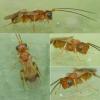 Phanerotoma sp.